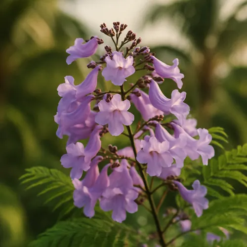 Flores de jacarandá