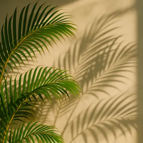 Sombra de hojas de areca en una pared
