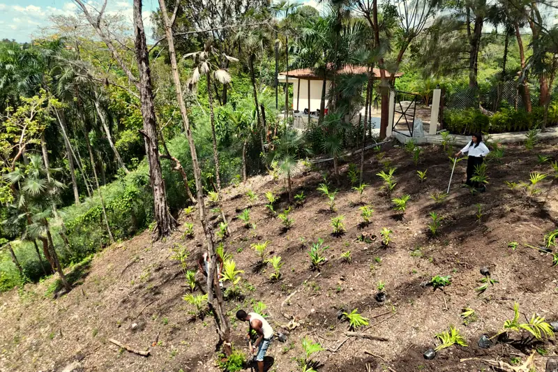 Después: terreno con las palmas sembradas