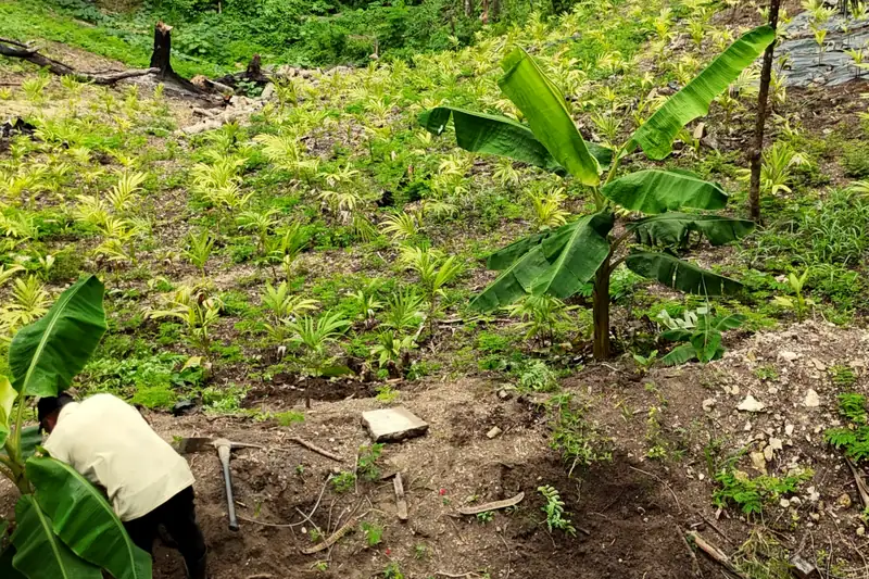 Después: palmas creciendo en la finca