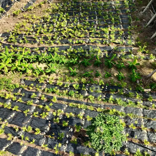 Hileras de palma areca joven en la finca, vista desde el dron
