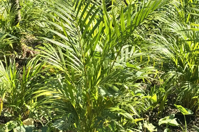 Palmas areca sanas en la finca de Jacaranda Gardens