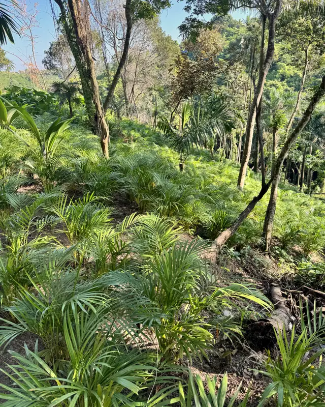 Palmas bajo los árboles en la finca de Jacaranda Gardens